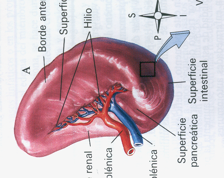 Anatomia Y Fisiologia Del Sistema Linfatico Pdf