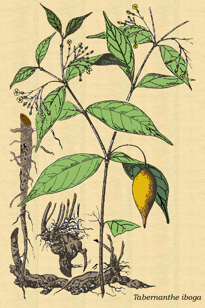 Dibujo de Herbario de la Iboga