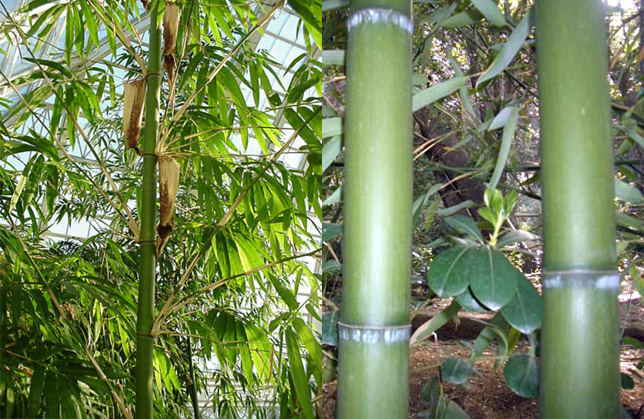 Fotos del bamb
