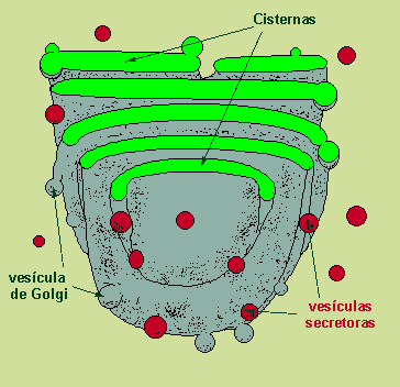 celula animal y sus partes. celula vegetal y sus partes.