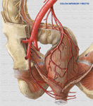Arterias del colon