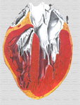 Valvula tricuspide del corazon humano se localiza