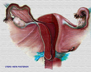 Ligamentos uterinos