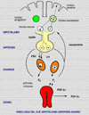 Fisiologia del eje hipfisis-pituitaria-ovarios
