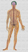 Dibujo del sistema nervioso central
