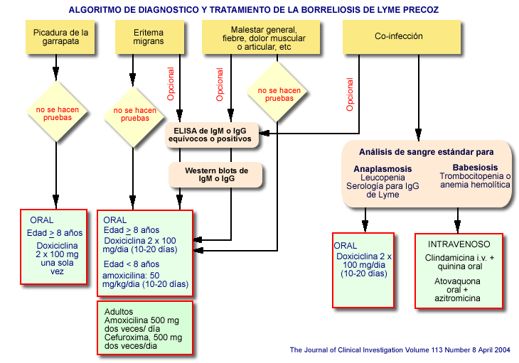 Algoritmo de Diagnstico y tratamiento de la fase precoz de la enfermedad de Lyme