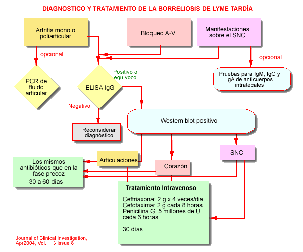Algoritmo de Diagnóstico y tratamiento de la fase precoz de la enfermedad de Lyme