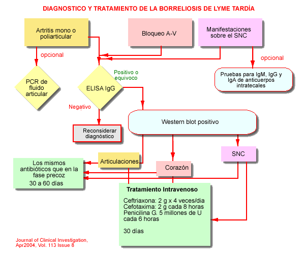 Algoritmo de Diagnstico y tratamiento de la fase precoz de la enfermedad de Lyme