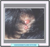Imagen clínica de un hemagioendotelioma retiforme
