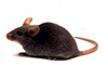 Ratón p53