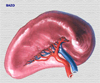 Anatomia externa del bazo