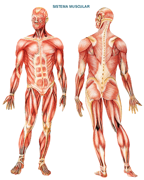 Resultado de imagen de Anatomía