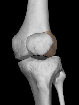 huesos de la rodilla anatomia