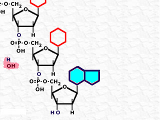 formación de las cadenas de DNA