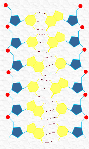 formación de las cadenas de DNA