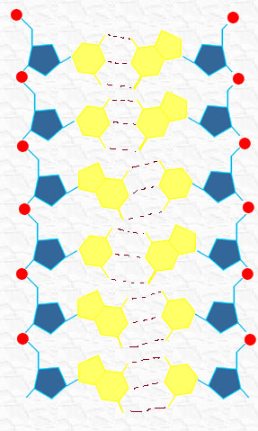 formacin de las cadenas de DNA