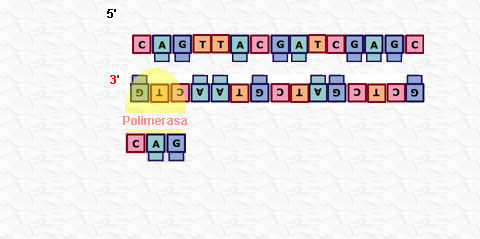 transcripción
