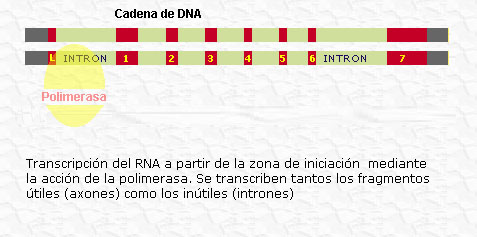 transcripción