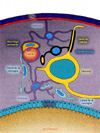 Estructura de las neuronas