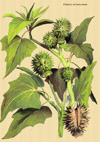 Dibujo de la Datura stramonium