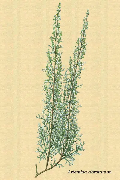 Dibujo artístico del abedul