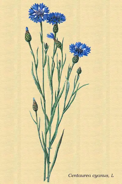 Dibujo artístico del abedul