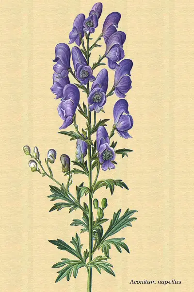 Dibujo artístico del abedul