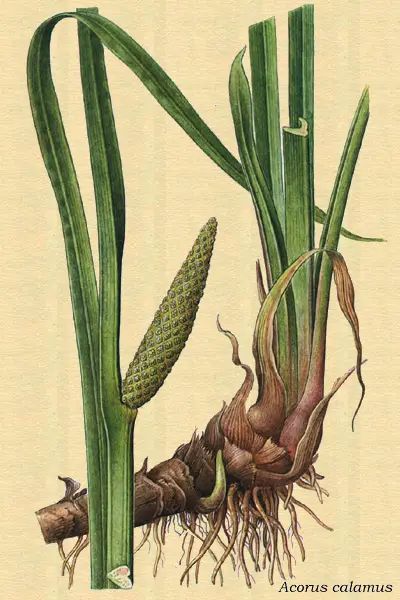 Dibujo artístico del abedul