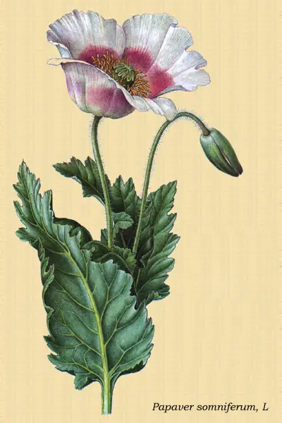 Dibujo artístico del abedul