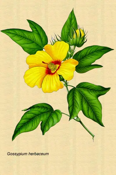 Dibujo de la planta del algodn