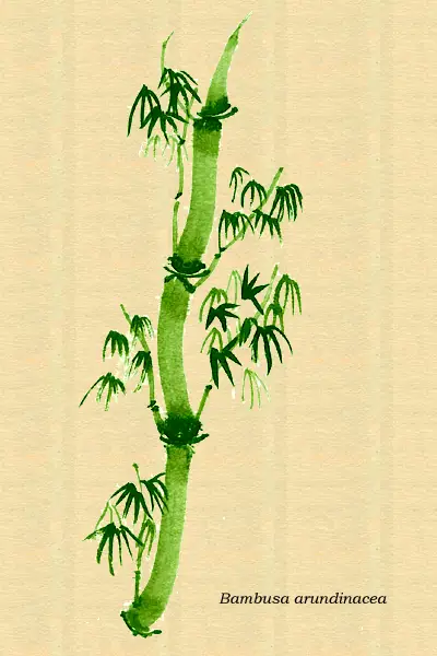 Dibujo del bambú