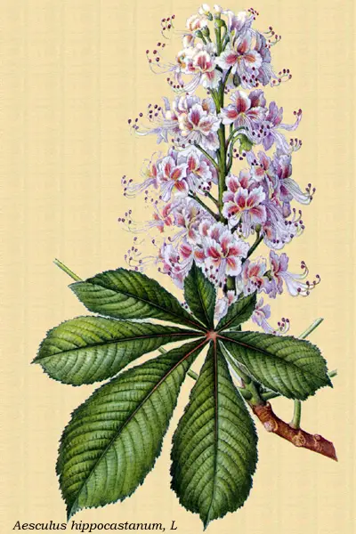 Dibujo del Castaño de las Indias