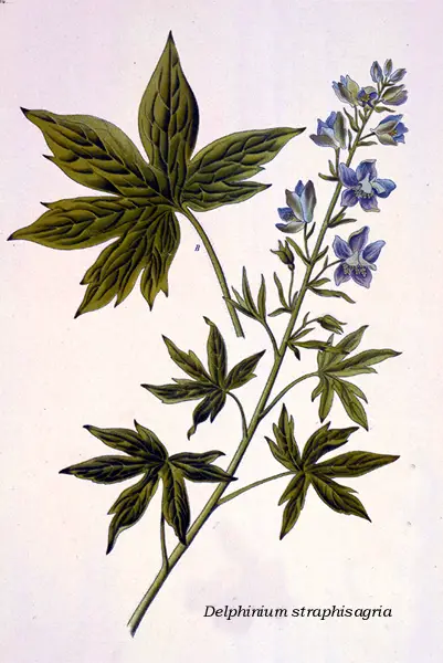 Dibujo del delphinium