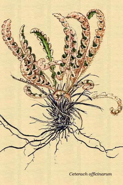 Dibujo de la Doradilla