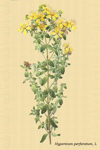 Dibujo artístico del hipérico
