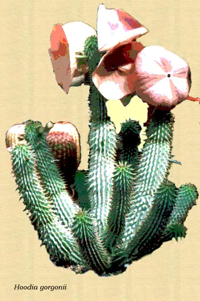 Dibujo de la Hoodia