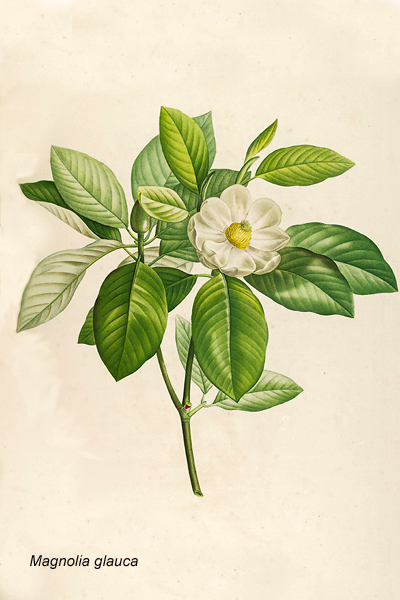 Dibujo de la magnolia glauca