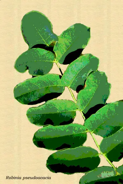 Dibujo de la Robinia