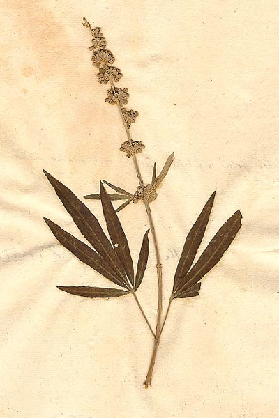 Imagen de herbario del Sauzgatillo