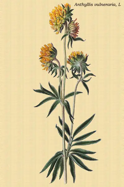 Dibujo de la Vulneraria