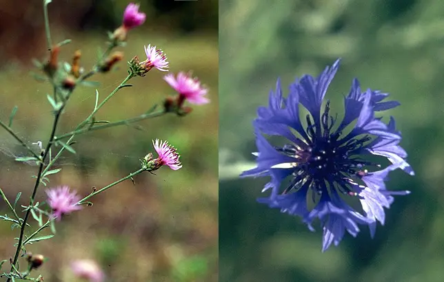 Fotografías de la achicoria