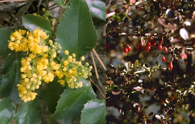 Fotografías del agracejo