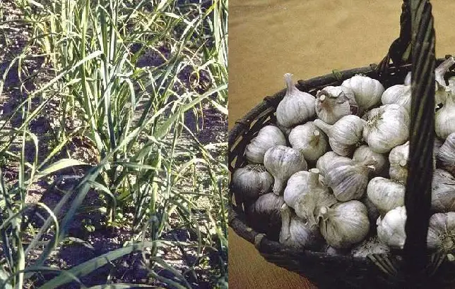 Fotografias de ajos, planta y bulbo