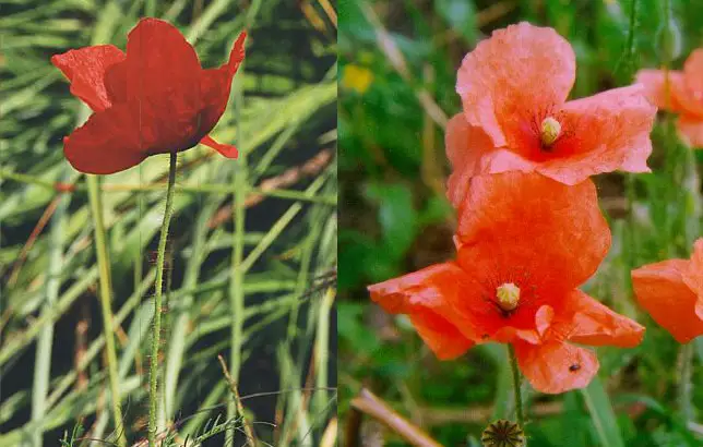 Dibujo de la amapola