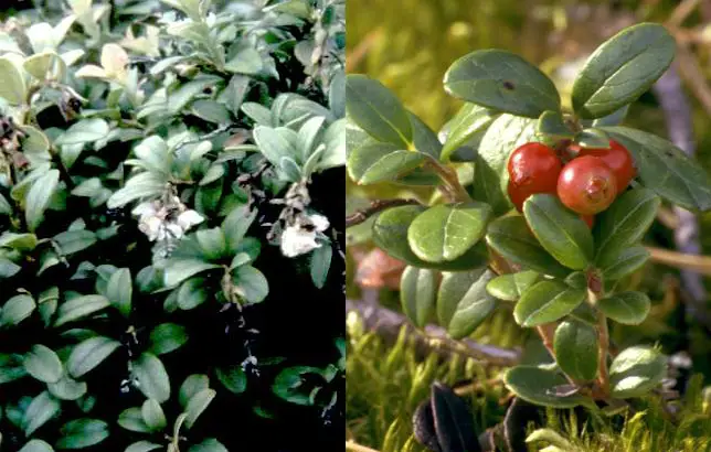 Fotografias del arndano