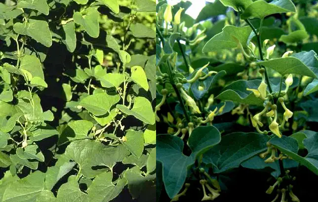 Fotografias de la Aristoloquia