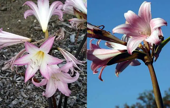 Dibujo de la amaryllis-belladonna