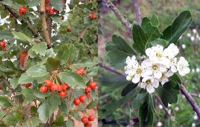 Fotografas de la Acerola