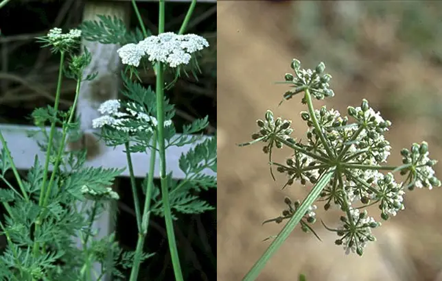 Fotografas de la Aetusa