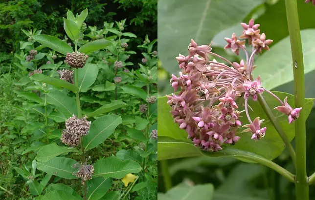 Fotografias de la Asclepias syriaca